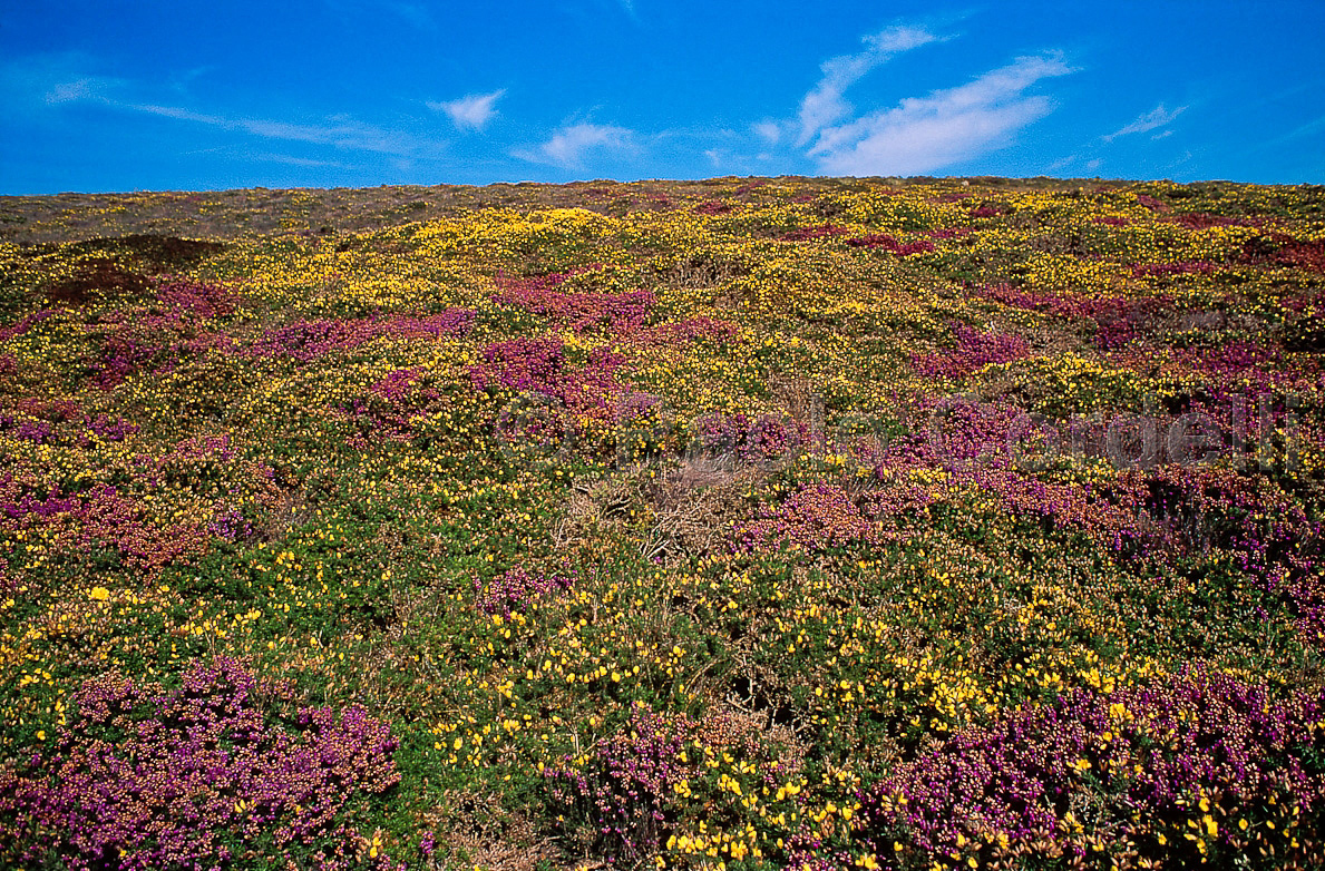 Brittany, France
 (cod:France 17)